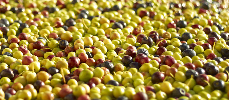 arbequina olives