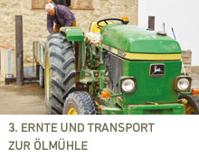 Harvesting and transportation to the mill