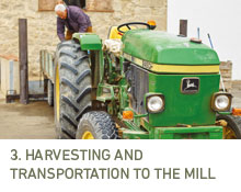 3. Harvesting and transportation to the mill
