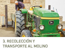 3. Harvesting and transportation to the mill