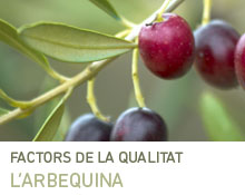 l arbequina