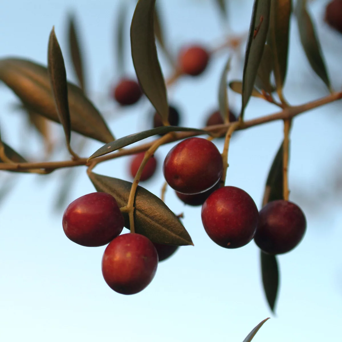 THE ARBEQUINA OLIVE